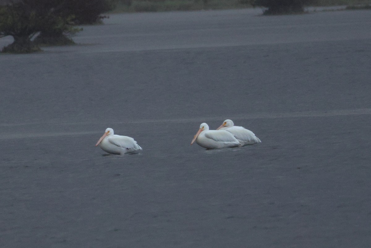 American White Pelican - ML653723390