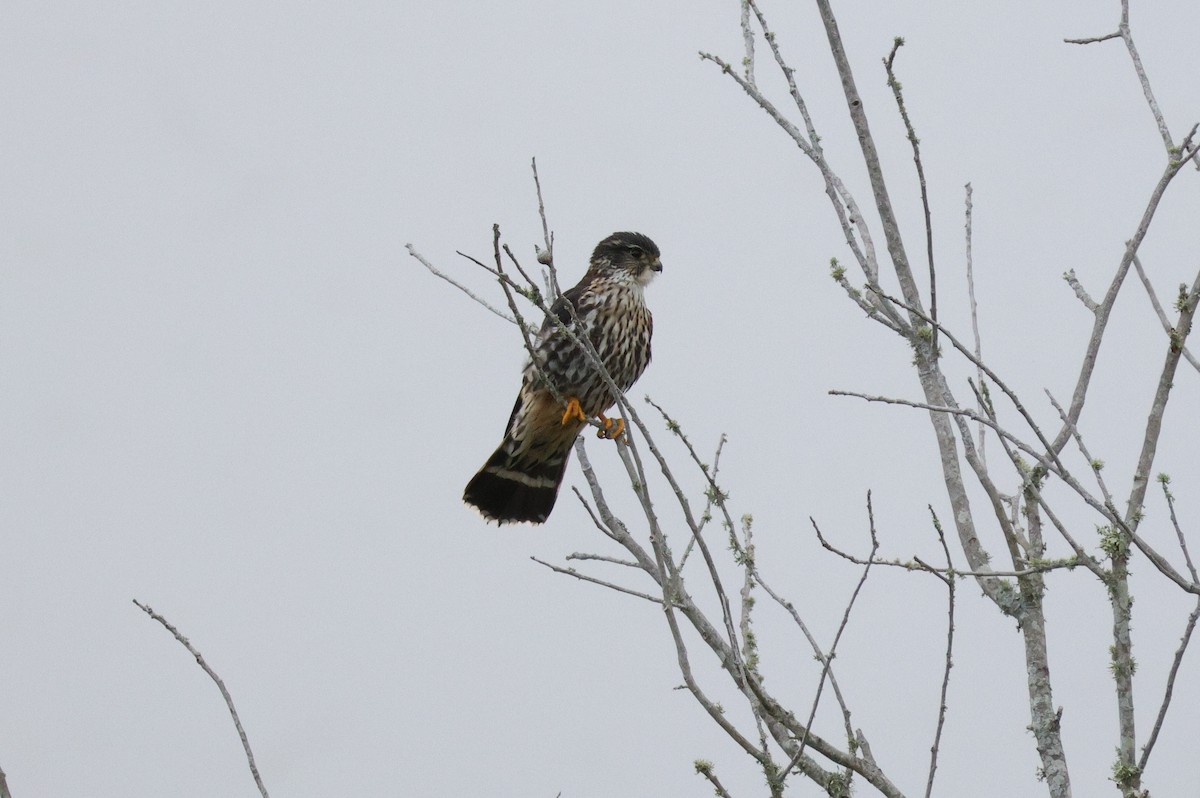 Merlin - ML653723411