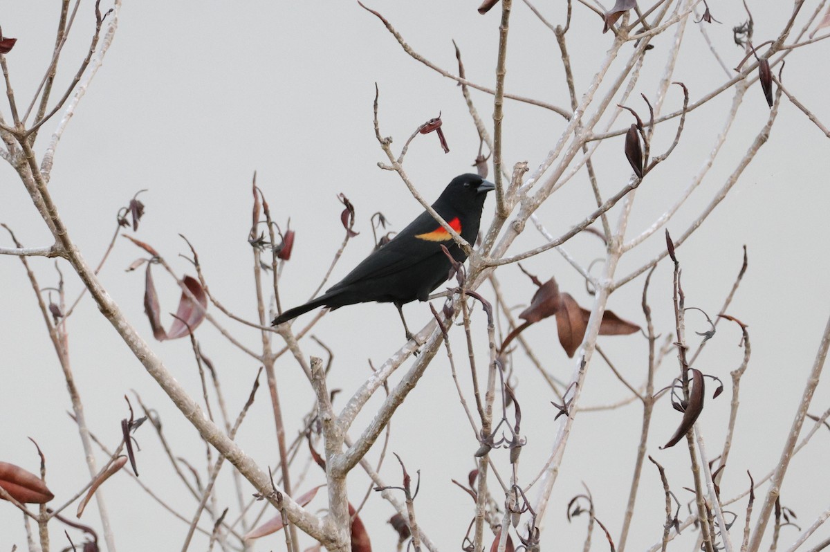 Red-winged Blackbird - ML653723421