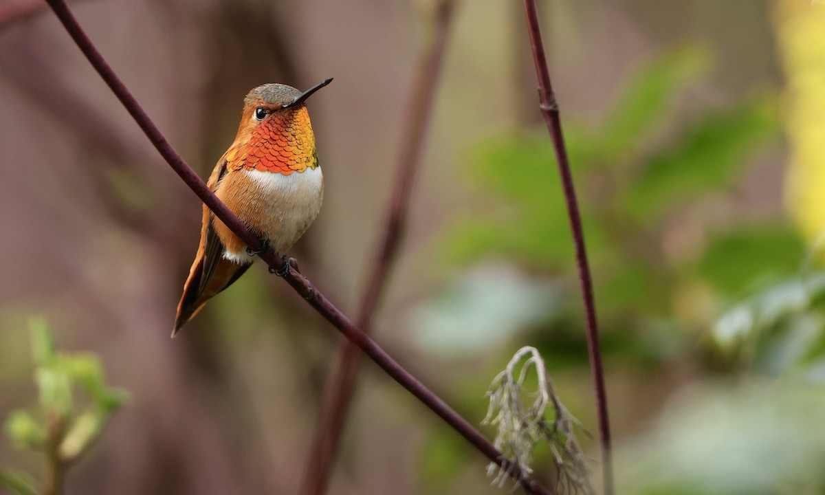 ML653723546 - Rufous Hummingbird - Macaulay Library