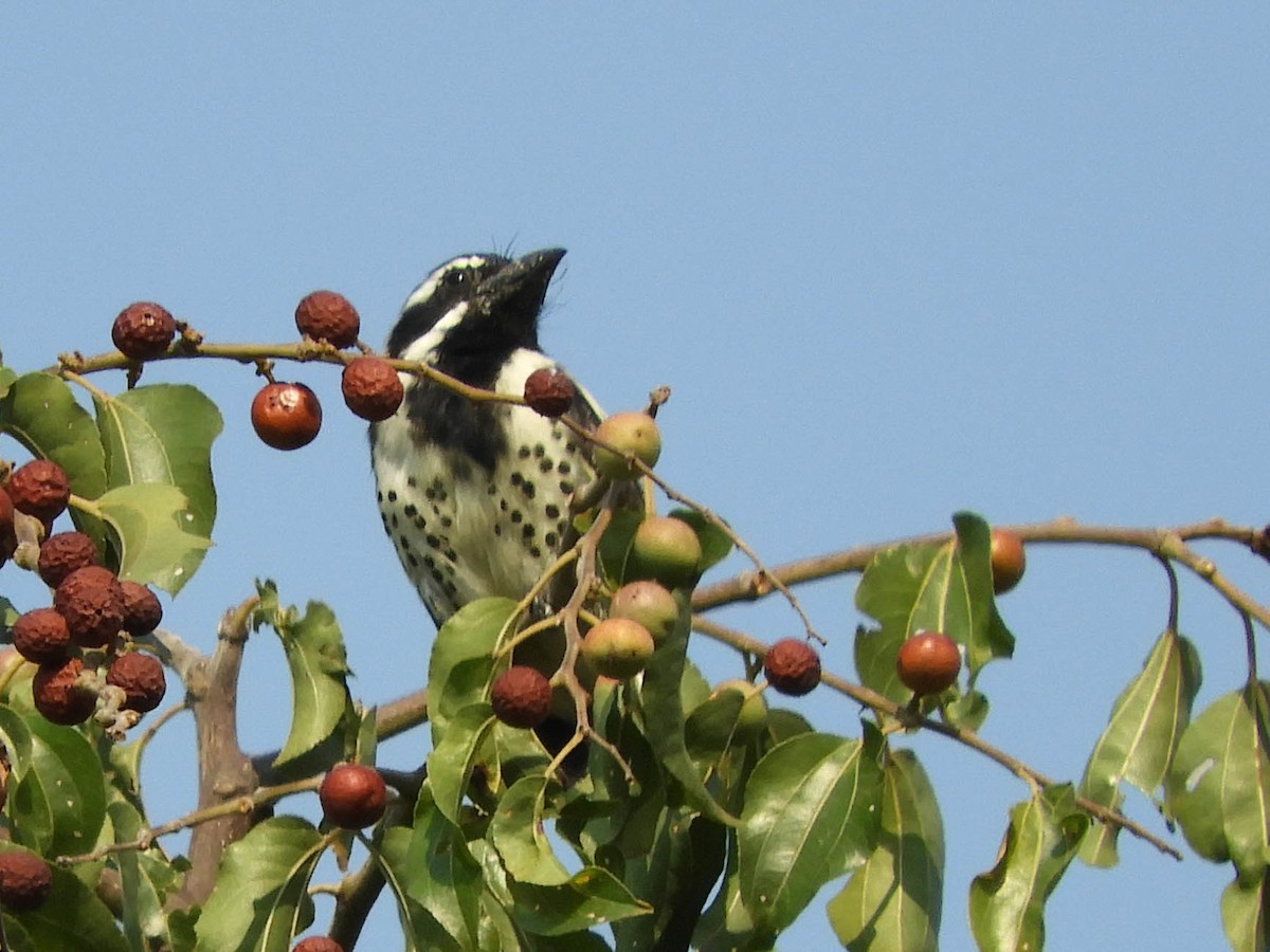 Spot-flanked Barbet - ML653725069