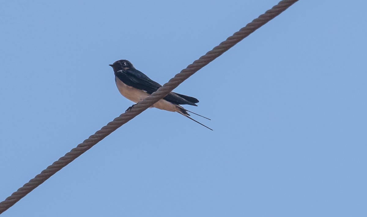 Barn Swallow - ML653725844