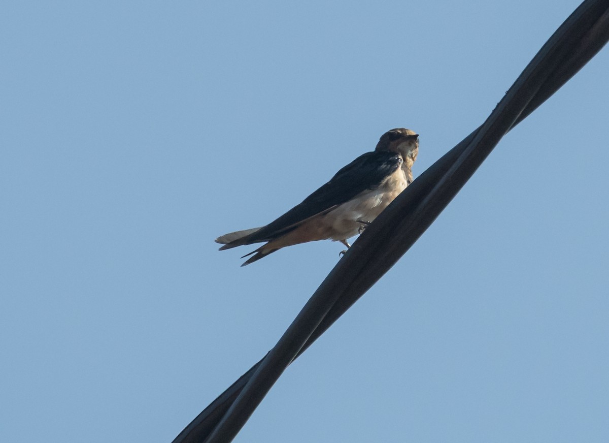 Barn Swallow - ML653725845