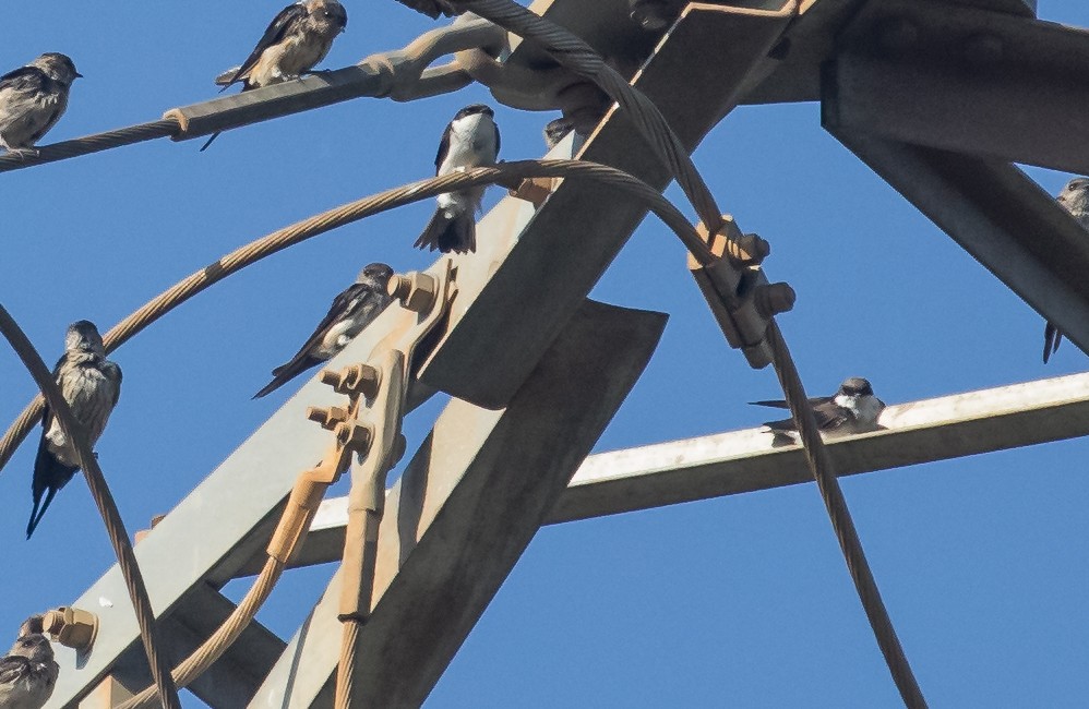 Siberian House-Martin - ML653725925