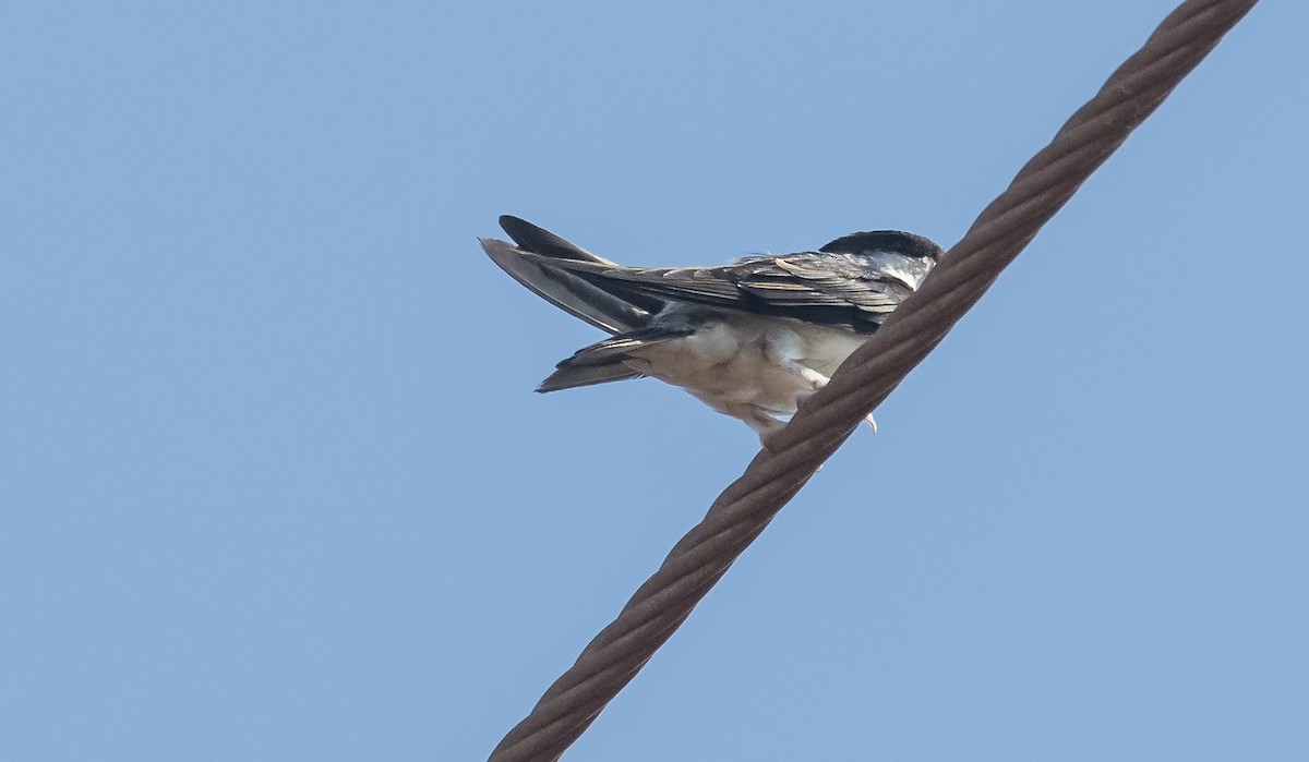 Asian House-Martin - ML653725939
