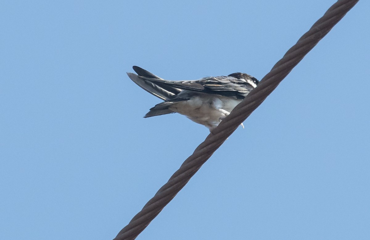 Asian House-Martin - ML653725940