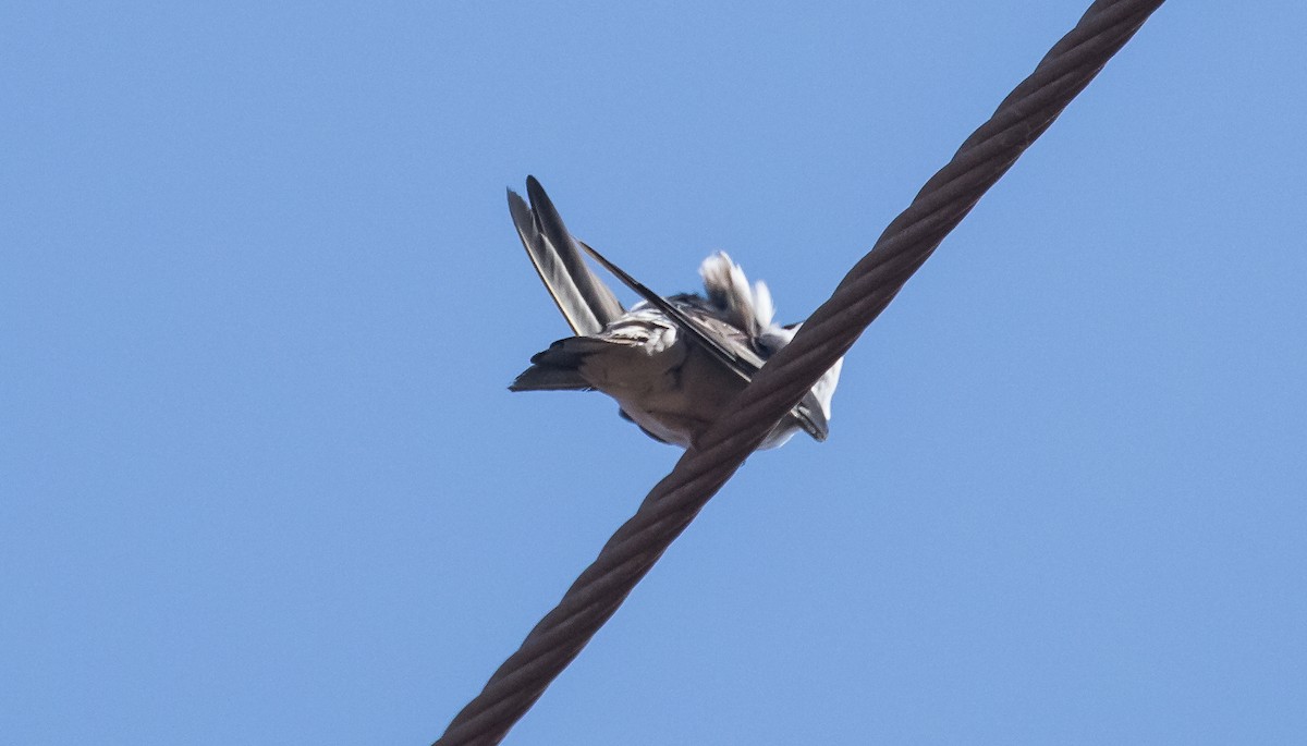 Asian House-Martin - ML653725941