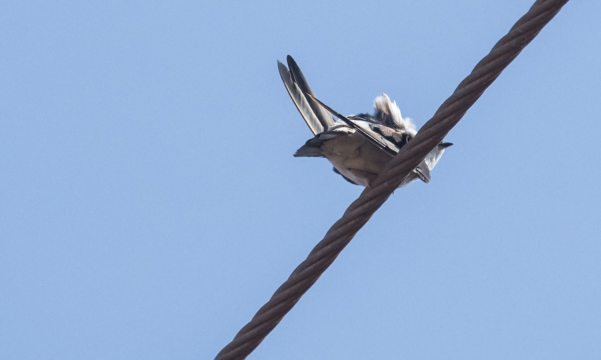 Asian House-Martin - ML653725942
