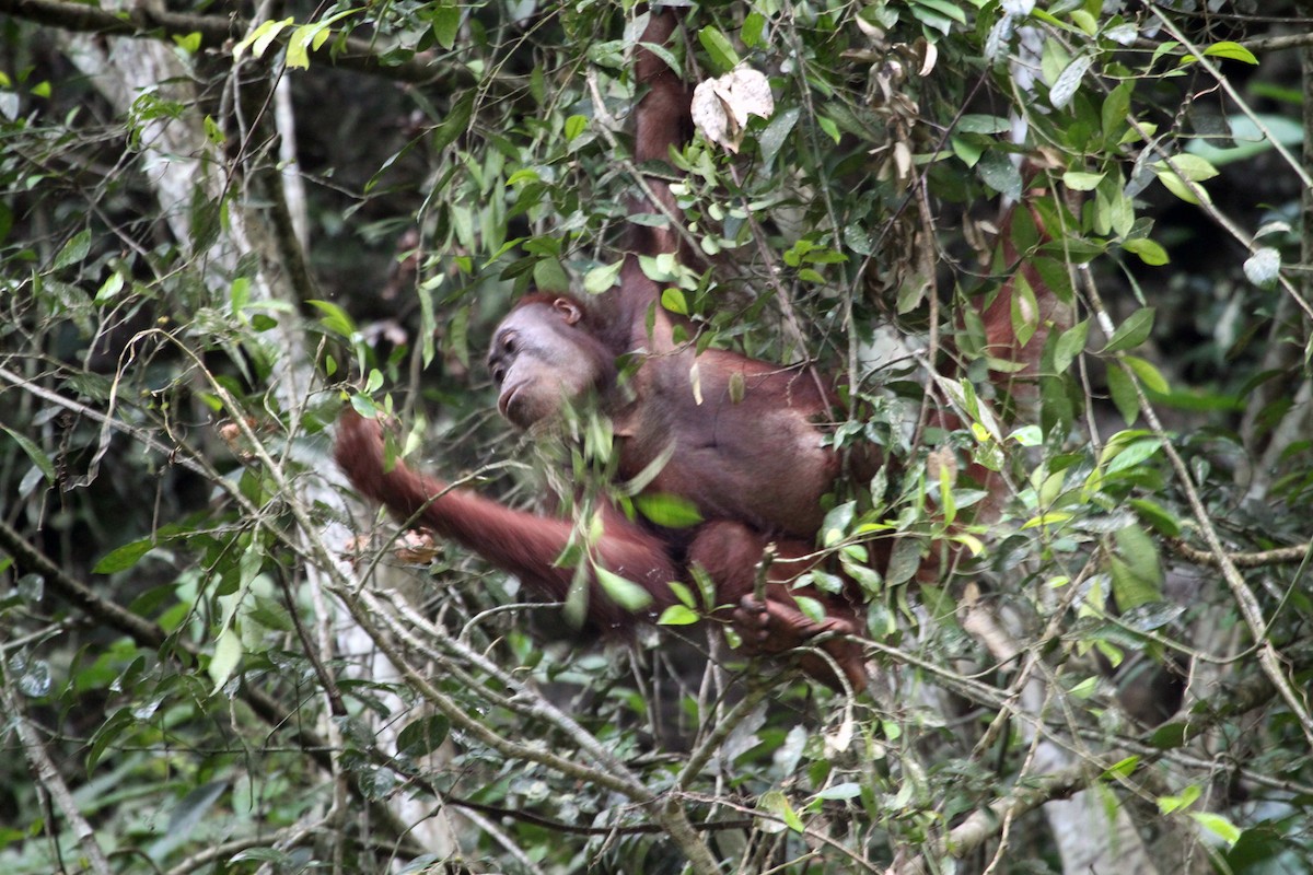 Bornean Orangutan - Pongo pygmaeus - Media Search - Macaulay Library ...