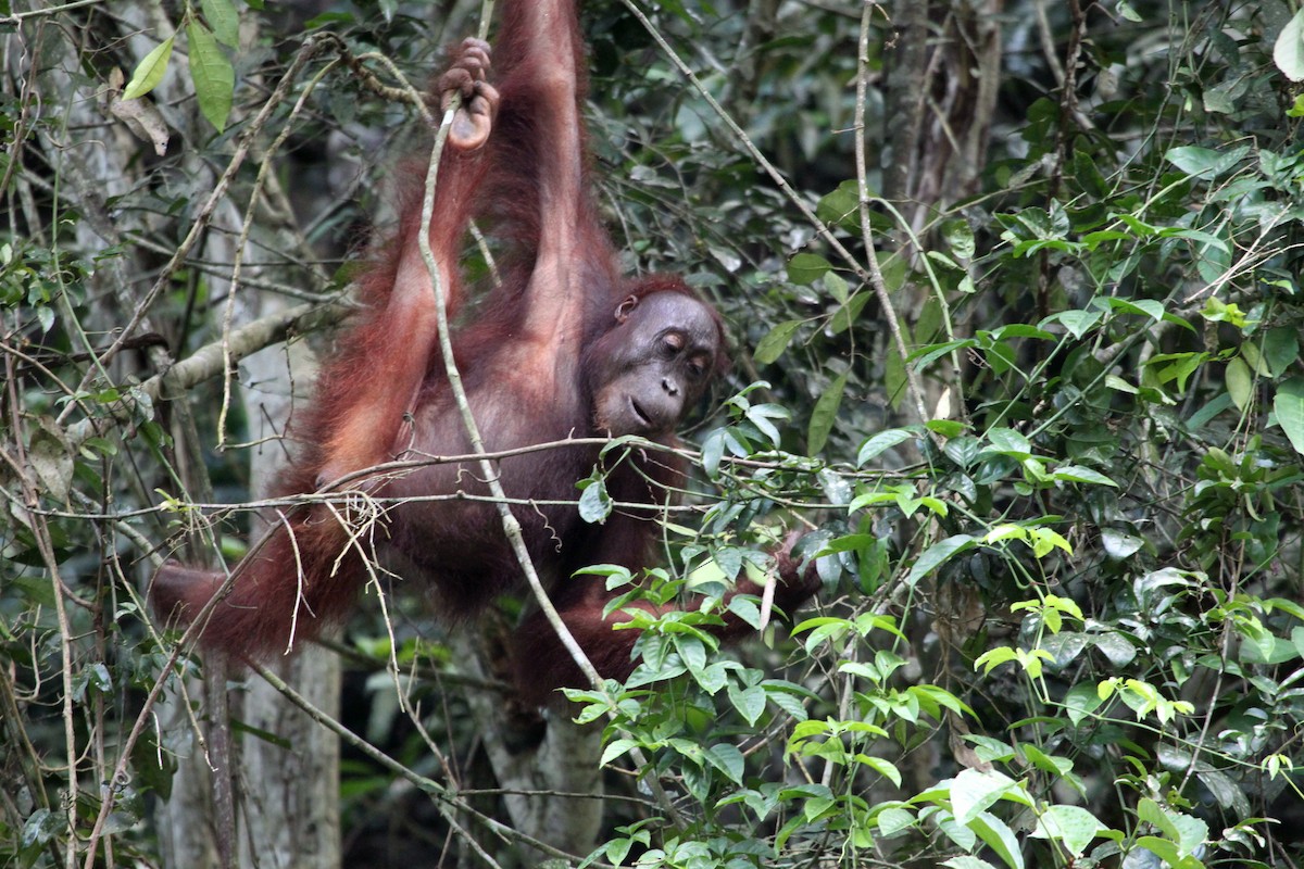 Bornean Orangutan - Pongo pygmaeus - Media Search - Macaulay Library ...
