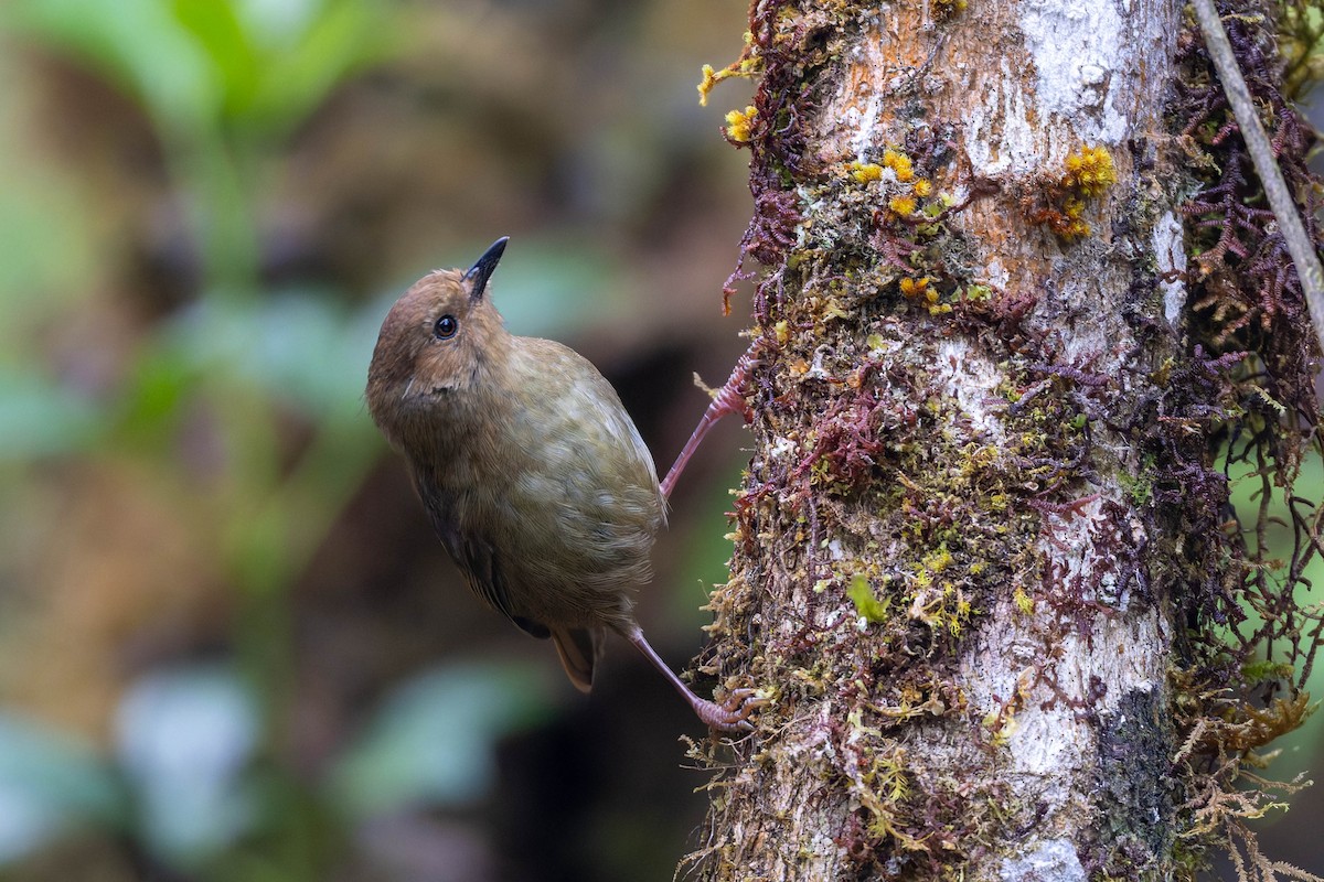 Large Scrubwren - ML653727591