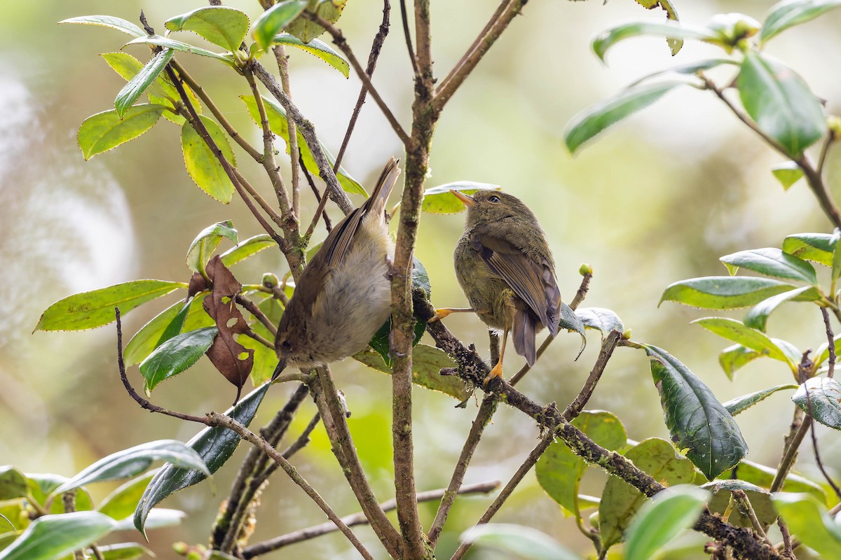 Large Scrubwren - ML653727592