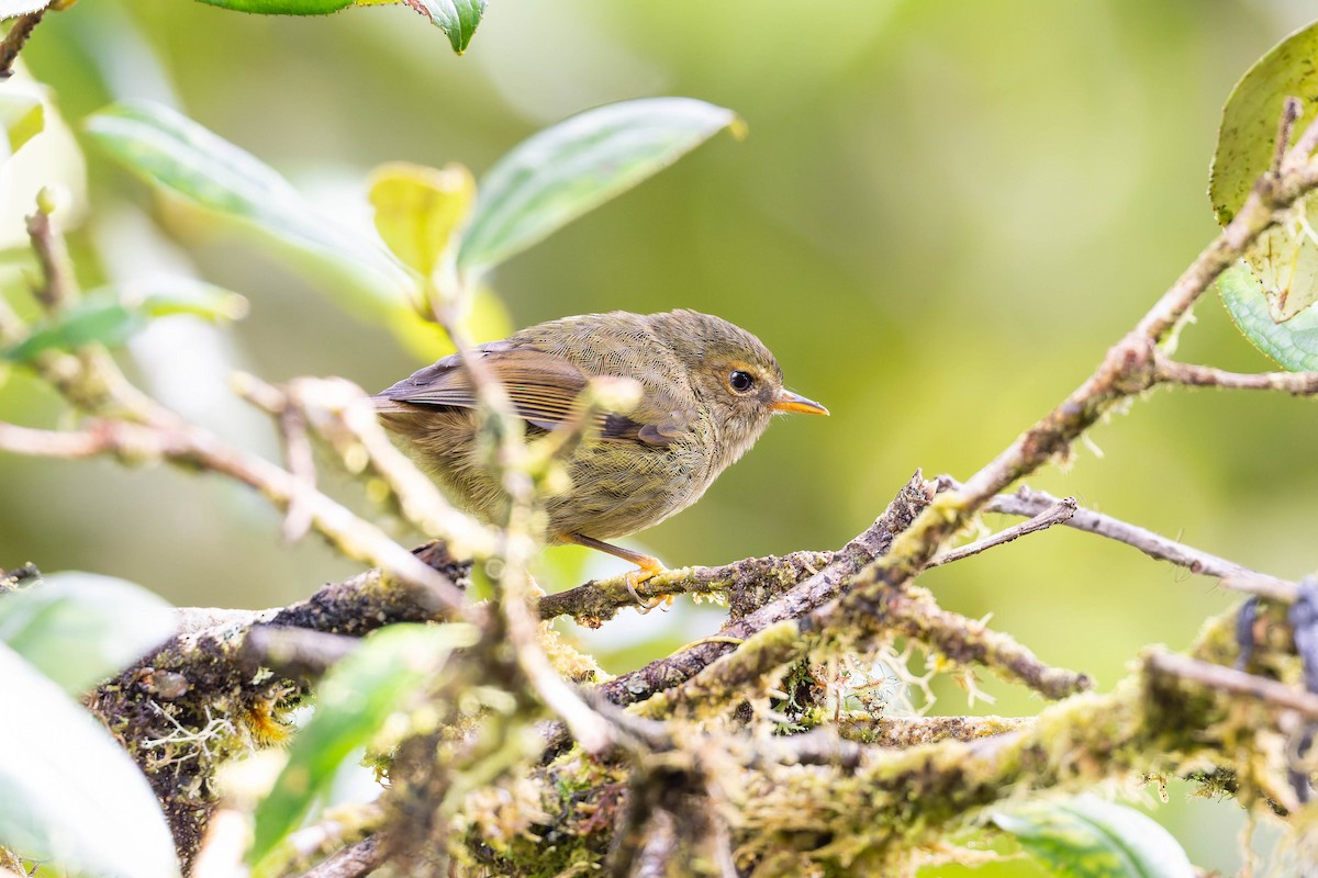 Large Scrubwren - ML653727615