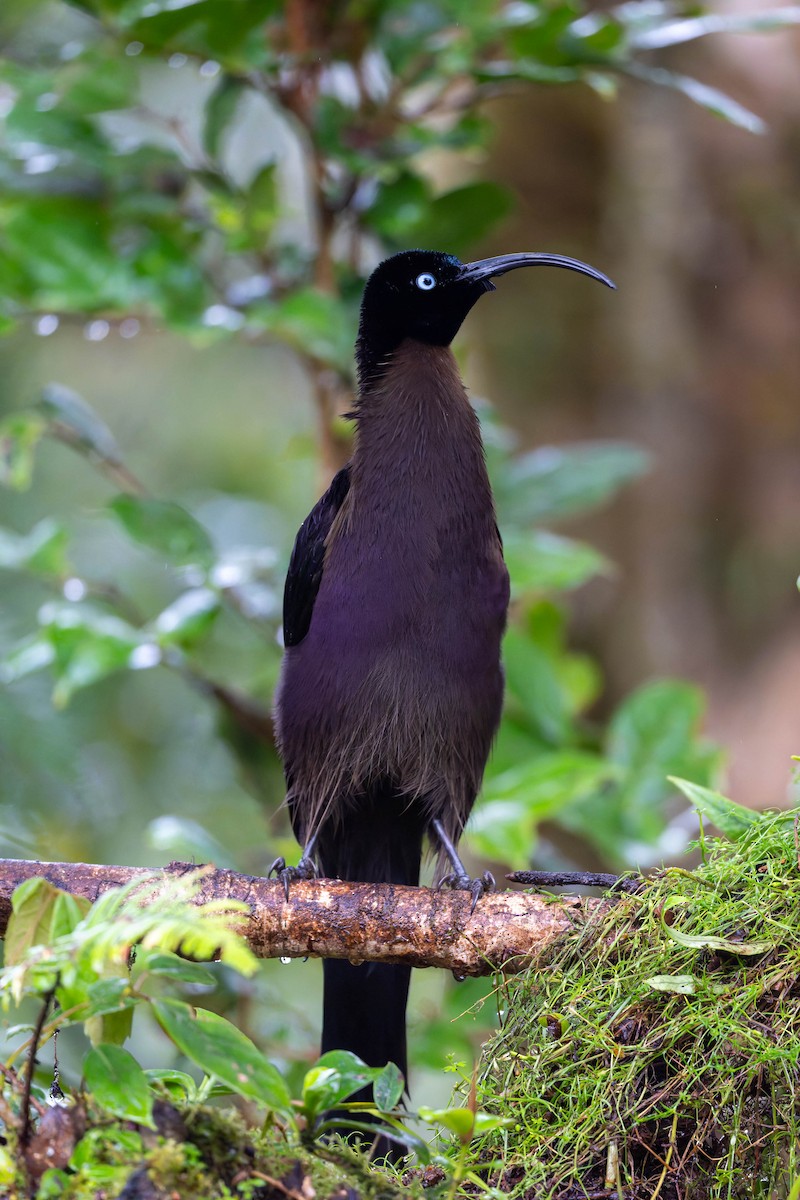 Brown Sicklebill - ML653727668