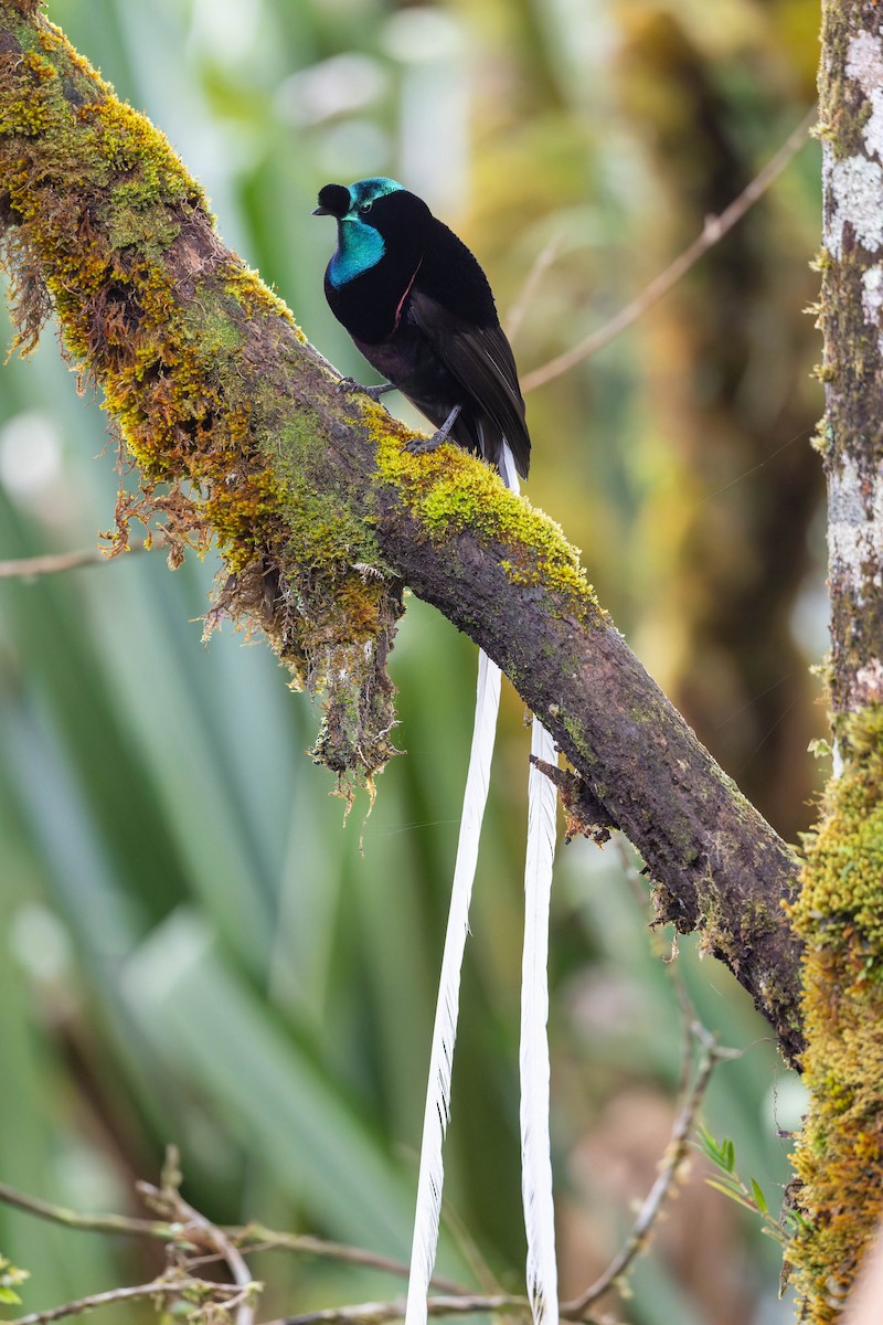 Ribbon-tailed Astrapia - ML653727679