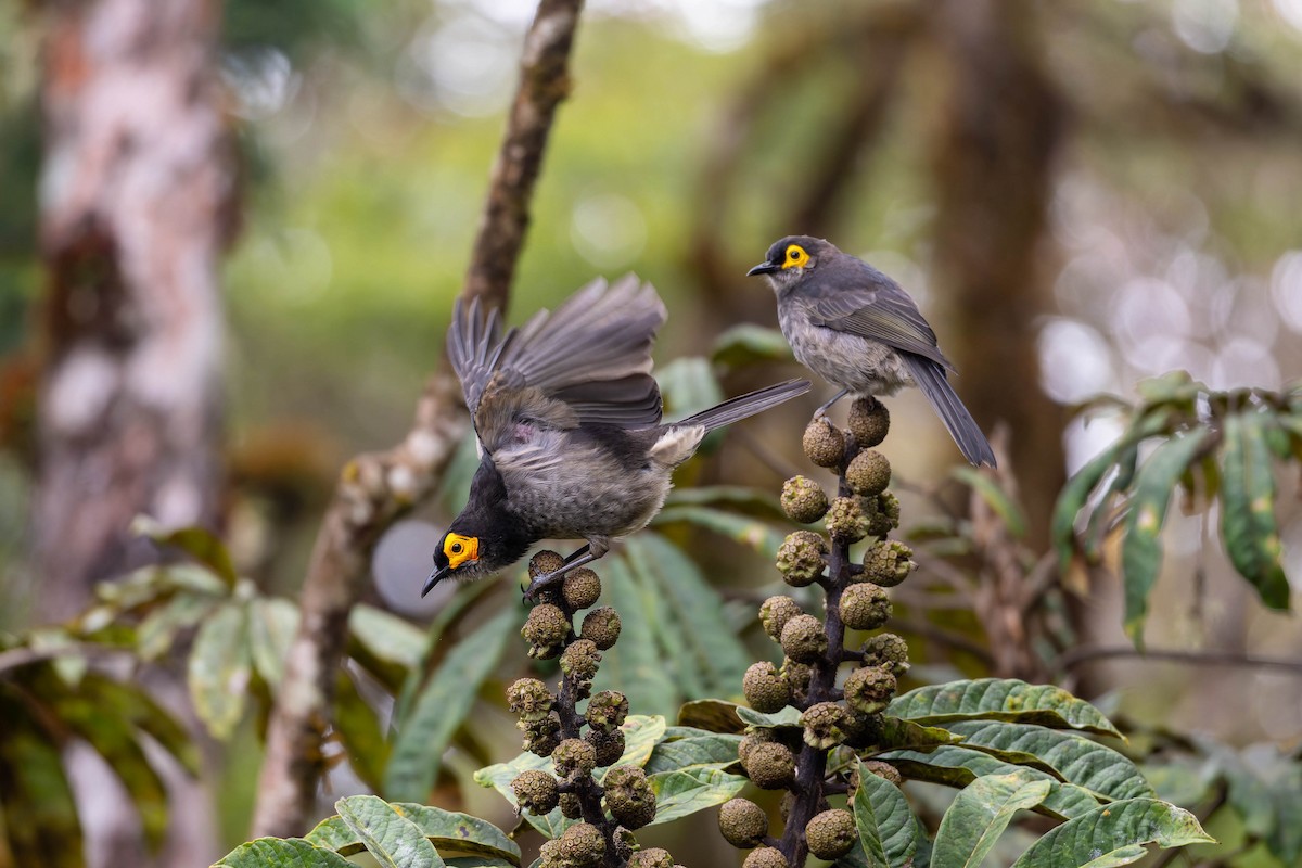 Smoky Honeyeater - ML653727698