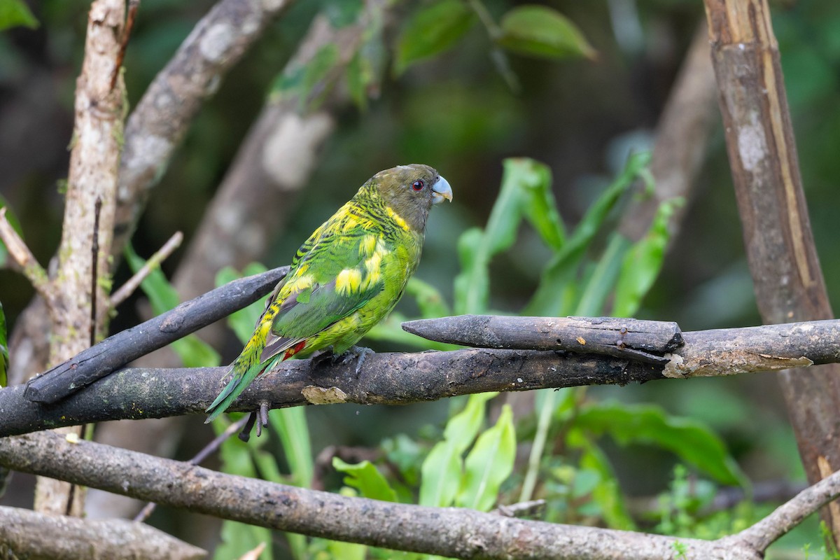 Brehm's Tiger-Parrot - ML653727710