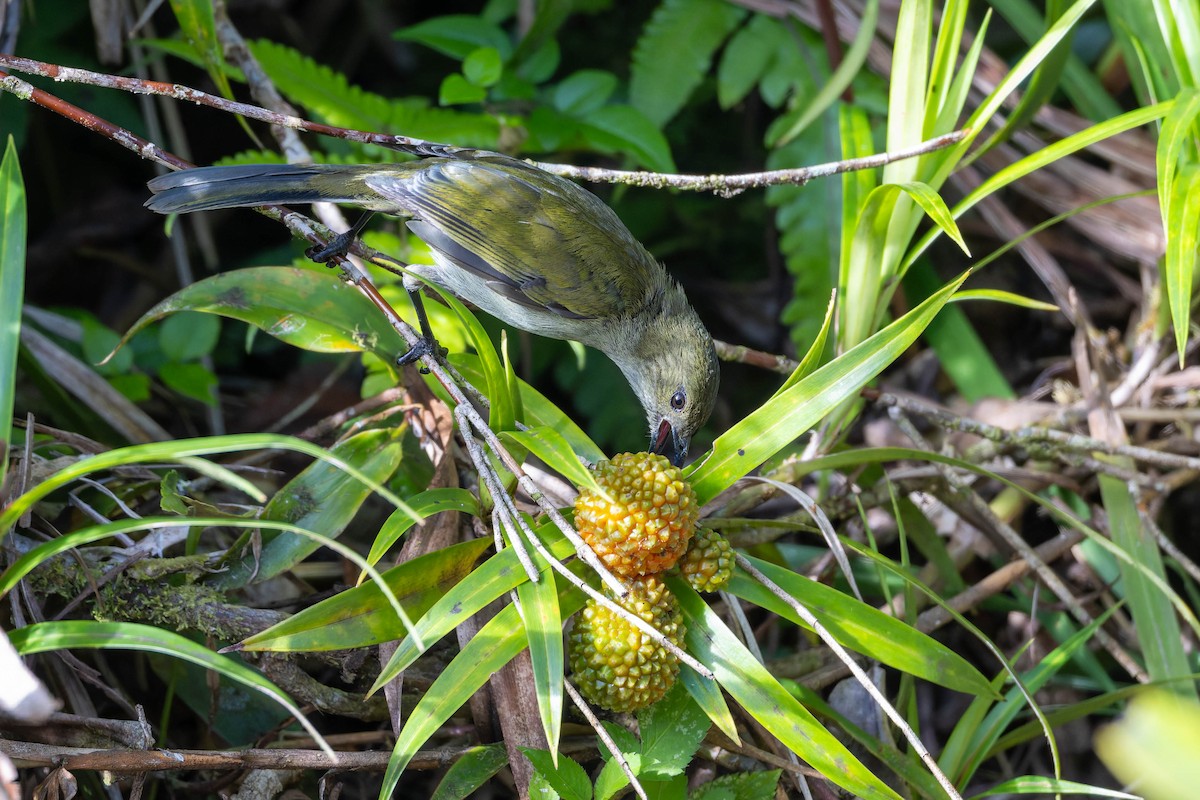 Fan-tailed Berrypecker - ML653727804