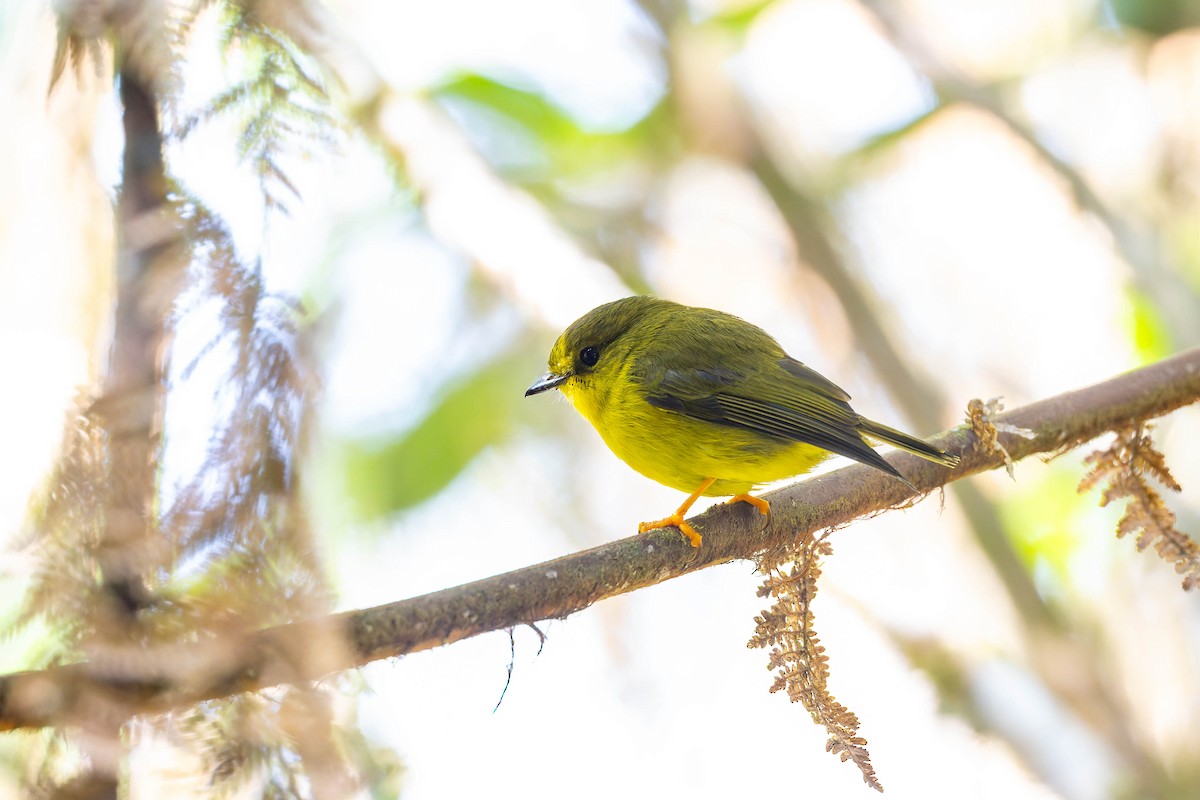 Canary Flyrobin - ML653727832