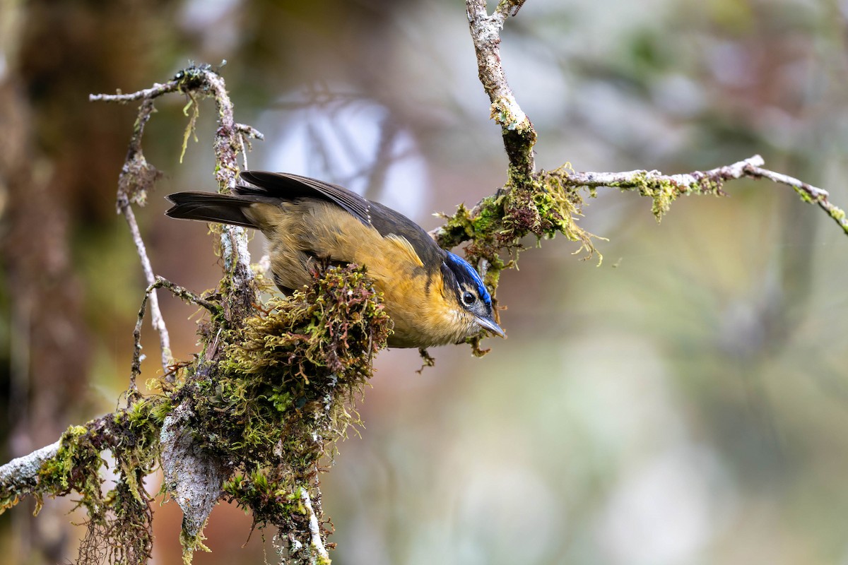 Blue-capped Ifrita - ML653727850