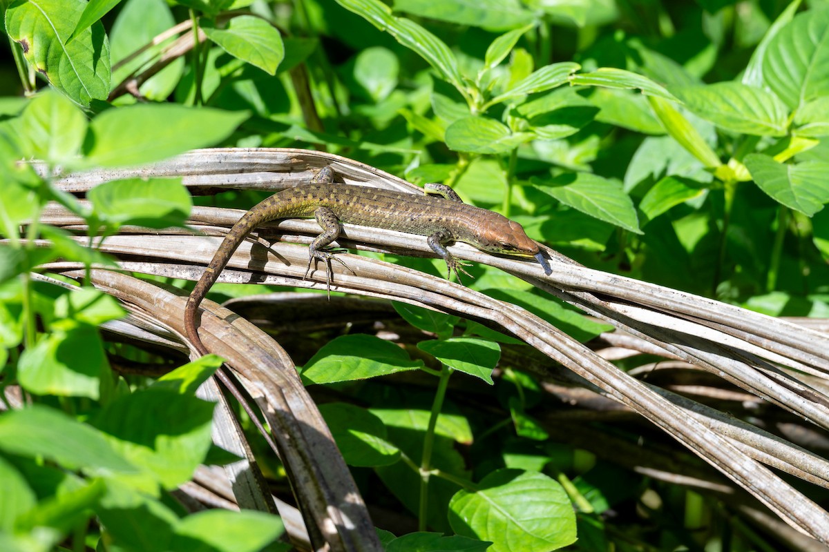 Shrub Whiptail-skink - ML653728008