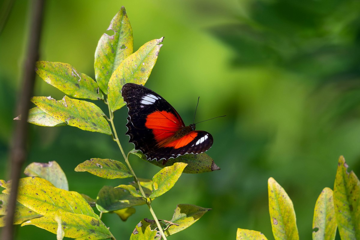 Eastern Red Lacewing Butterfly - ML653728023