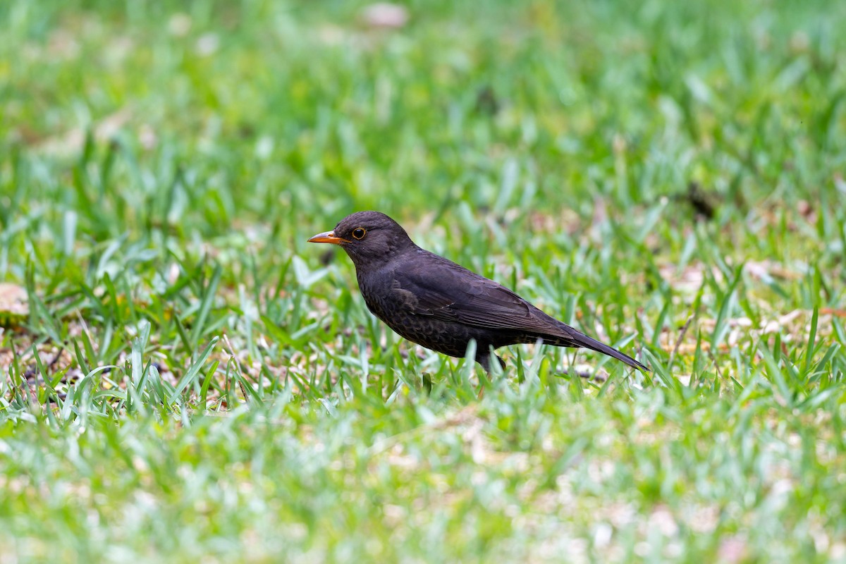 Papuan Island-Thrush - ML653728293