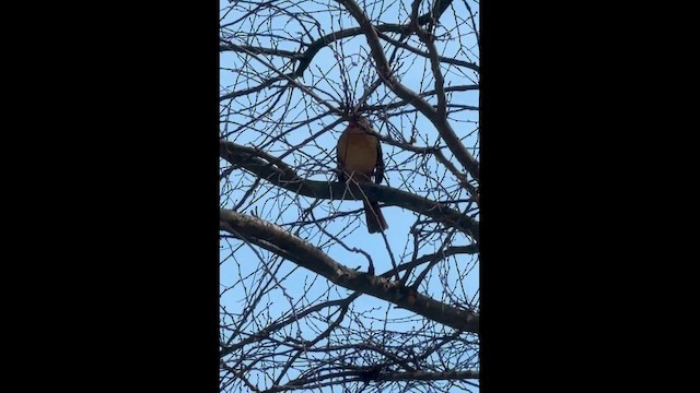 Northern Cardinal - ML653728643
