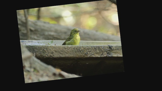 Orange-crowned Warbler - ML653730388