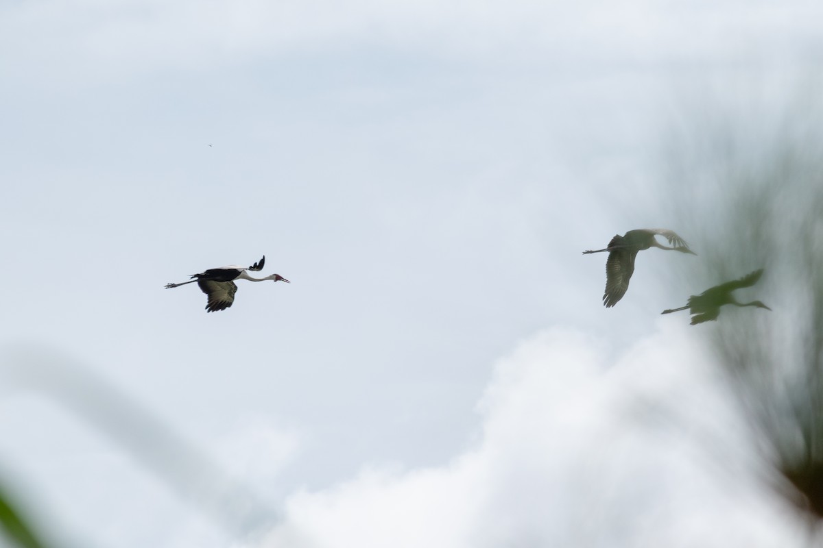 Grulla Carunculada - ML653731068