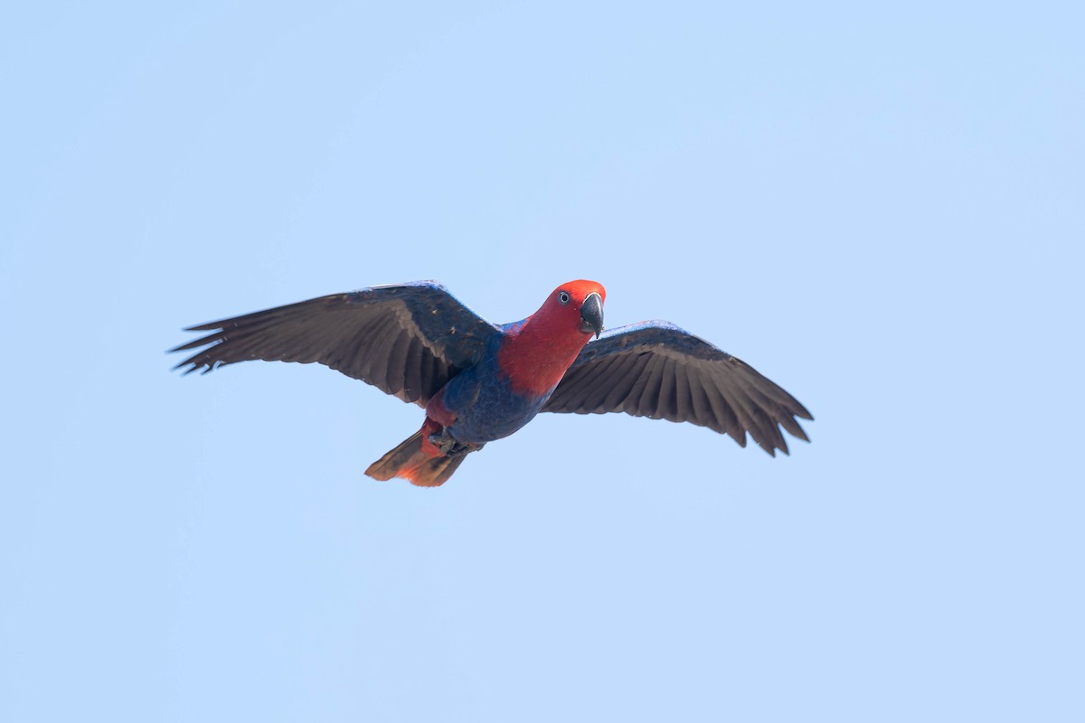 Papuan Eclectus - ML653731196