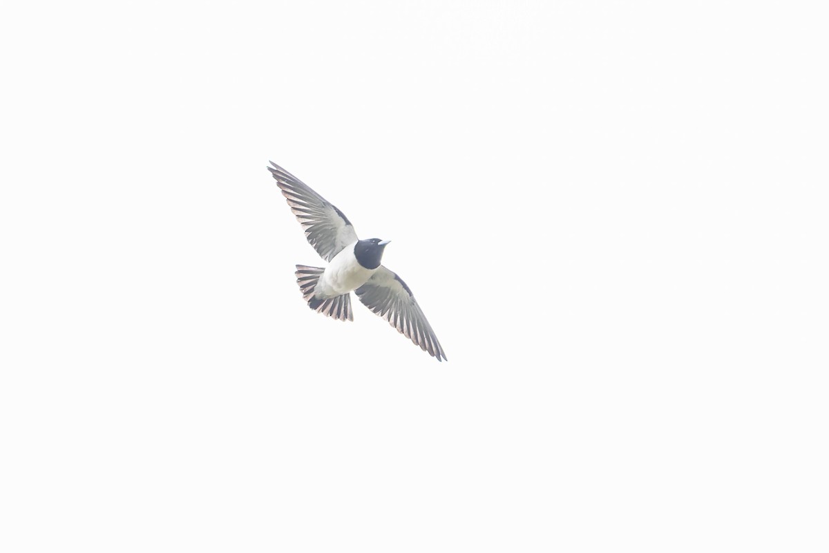 Great Woodswallow - ML653731772