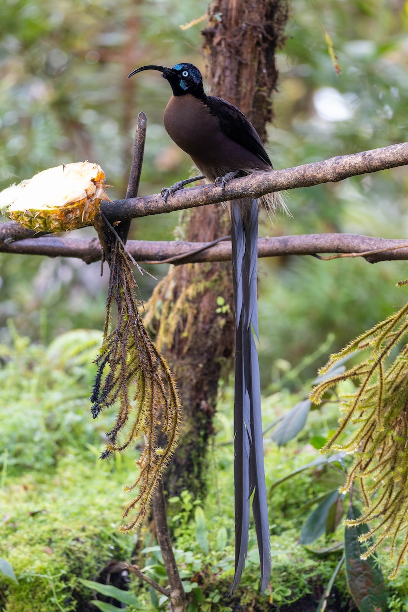 Brown Sicklebill - ML653731784