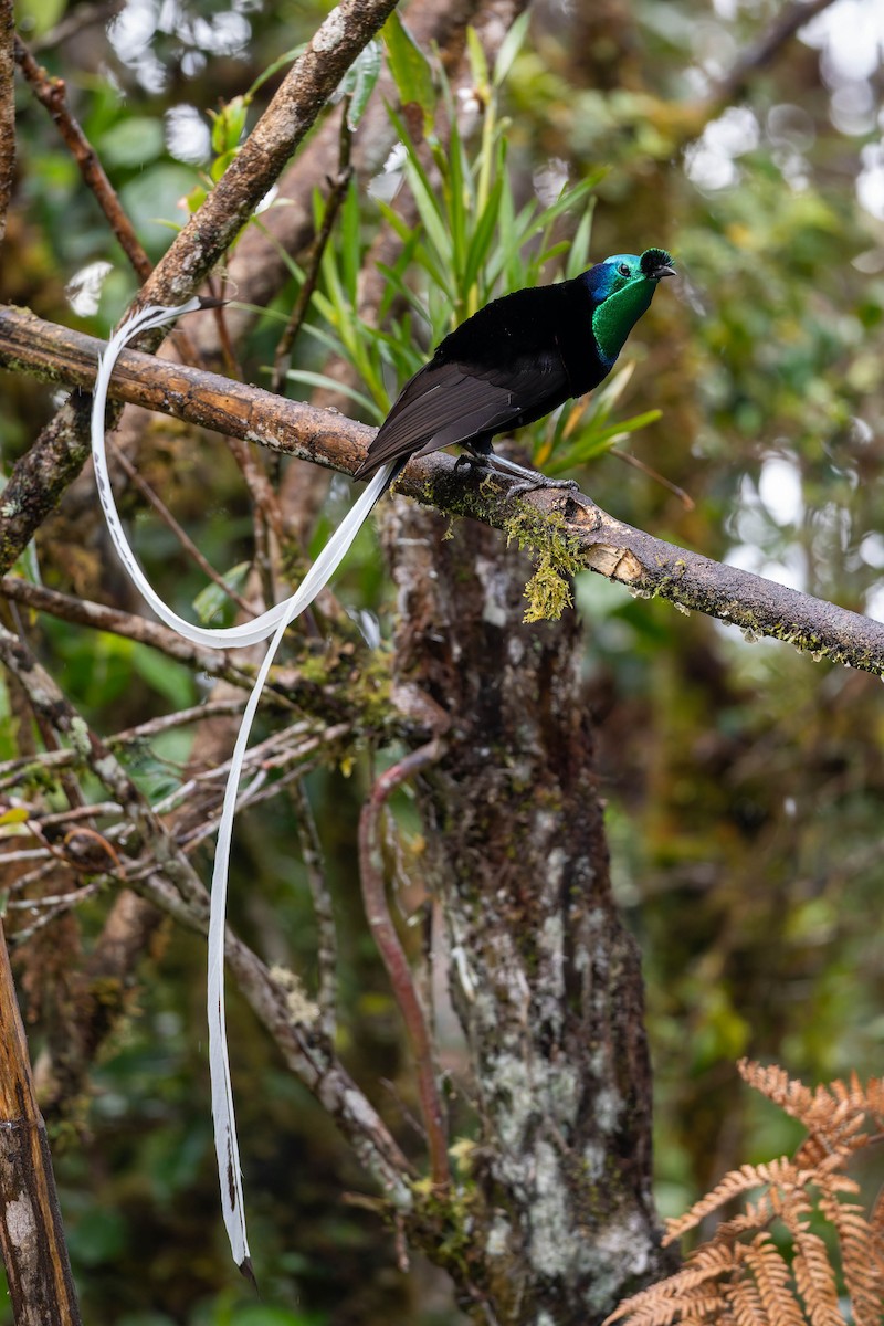 Ribbon-tailed Astrapia - ML653731788
