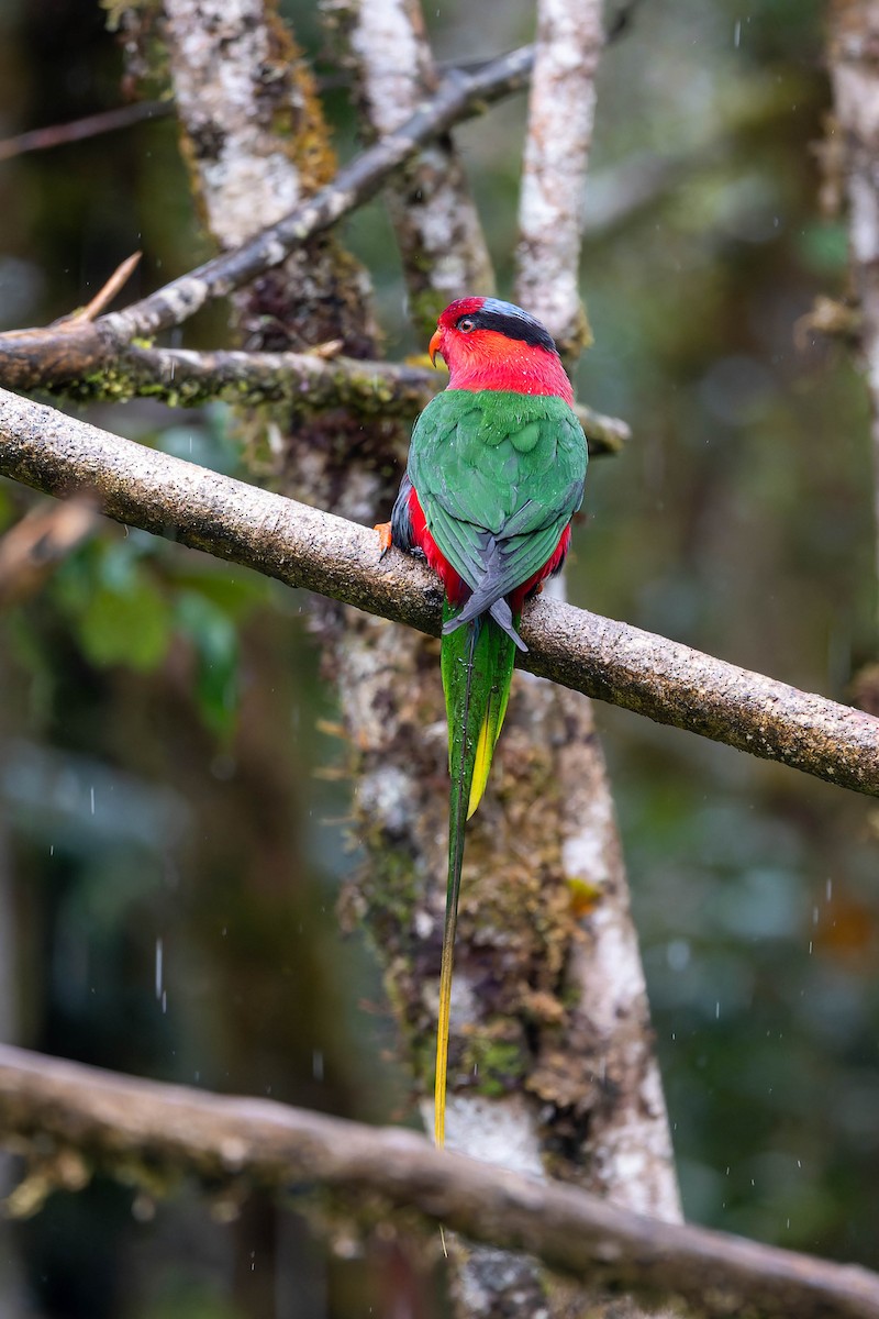 Stella's Lorikeet - ML653731796