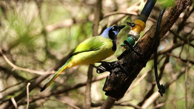 Green Jay (Green) - ML653731898