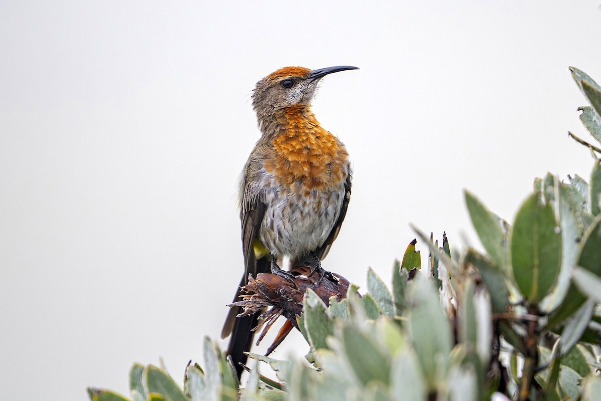Gurney's Sugarbird - ML653732780