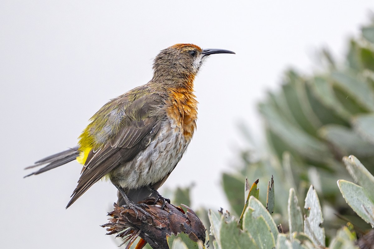 Gurney's Sugarbird - ML653732781