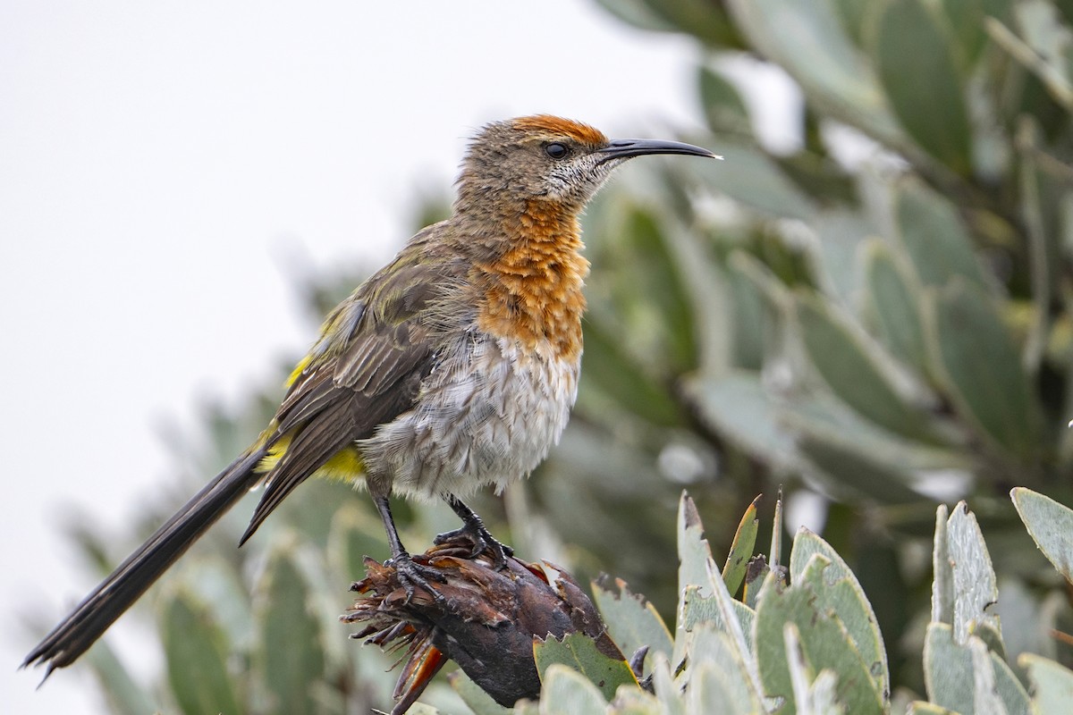 Gurney's Sugarbird - ML653732782