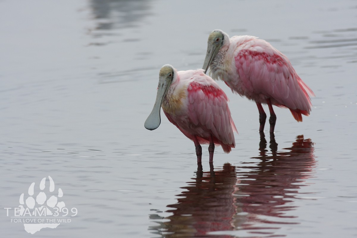 Roseate Spoonbill - ML653735293