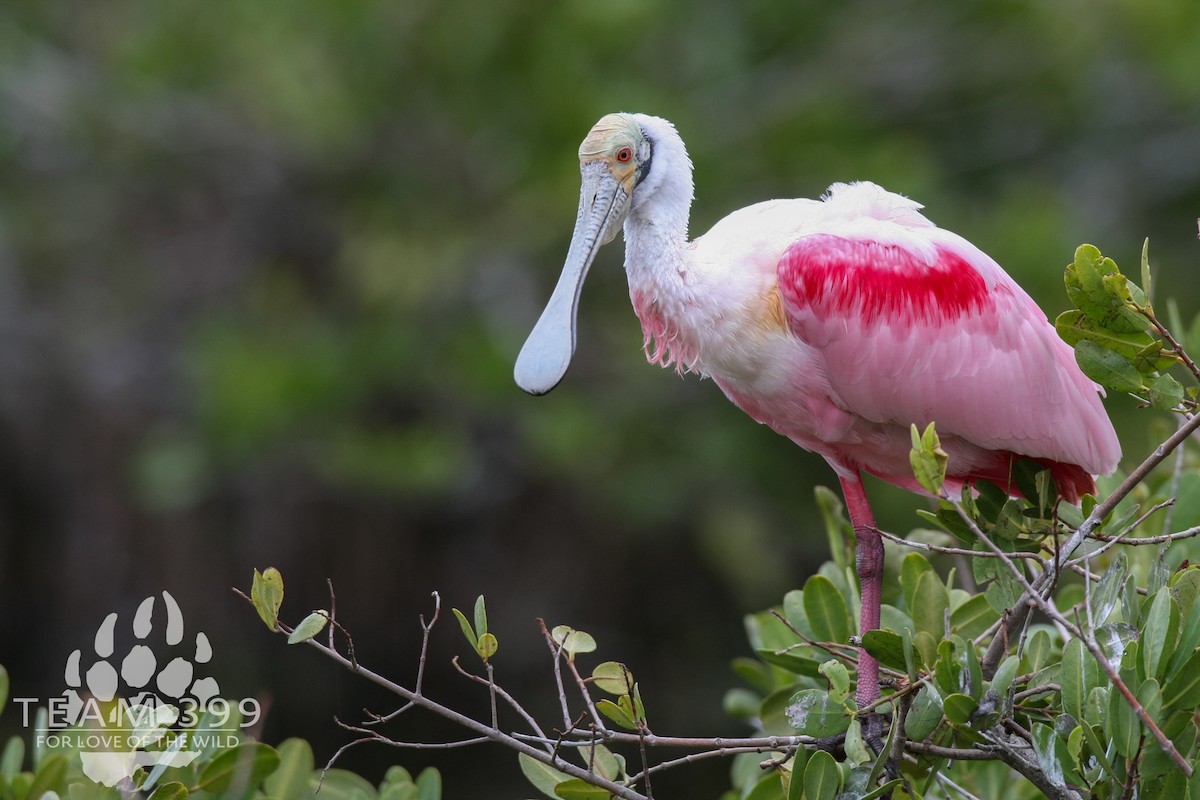 Roseate Spoonbill - ML653735294