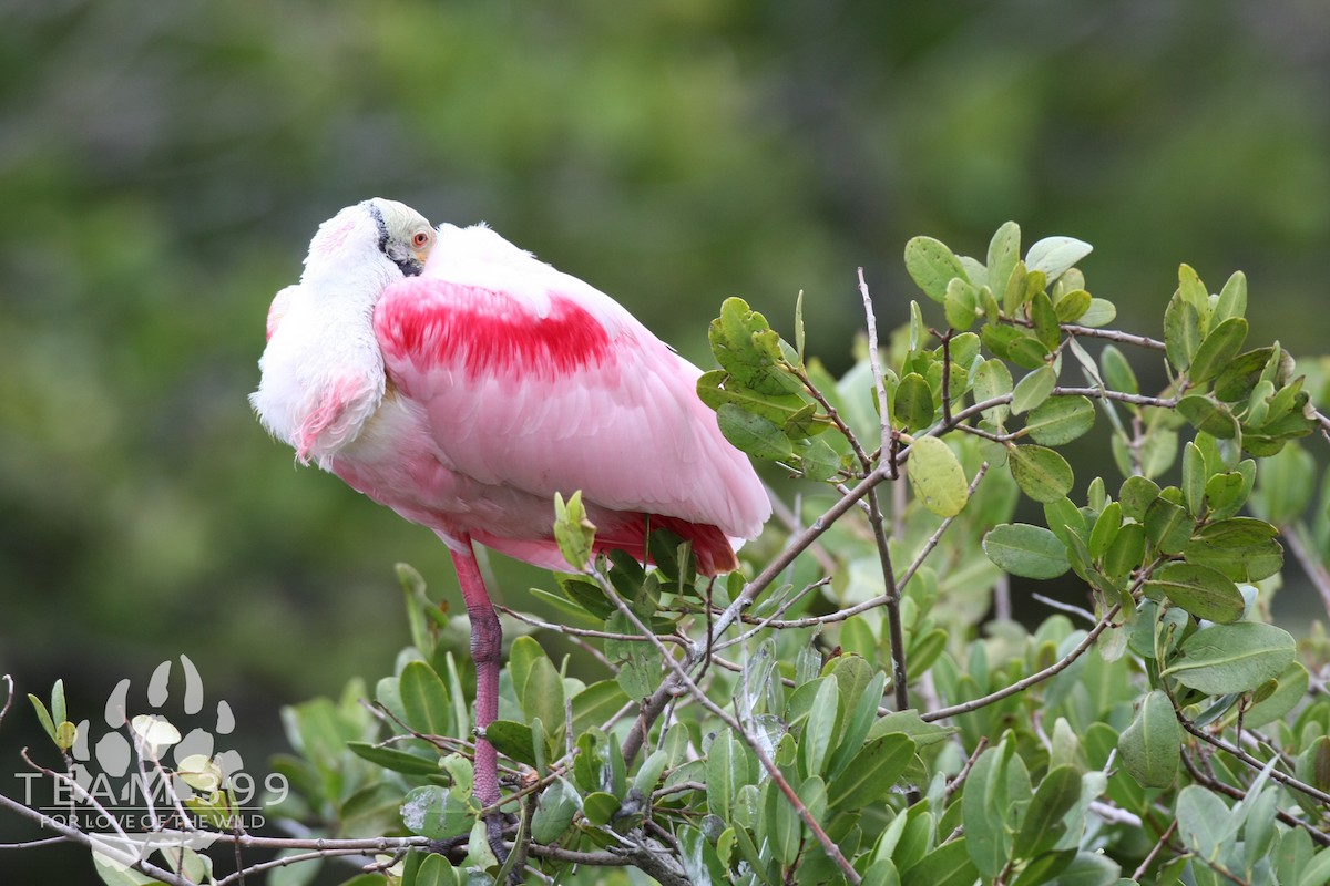 Roseate Spoonbill - ML653735295