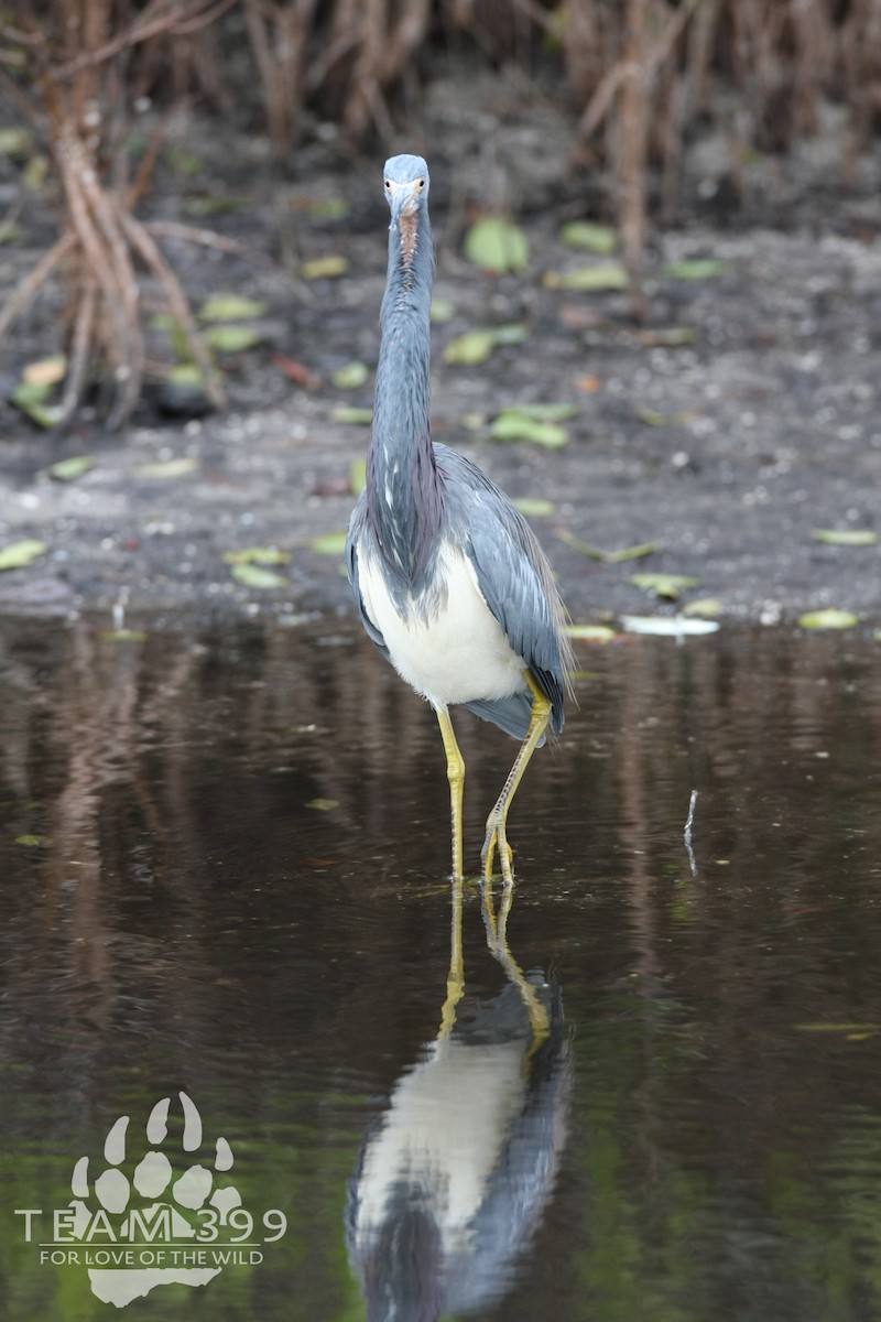 Tricolored Heron - ML653735304
