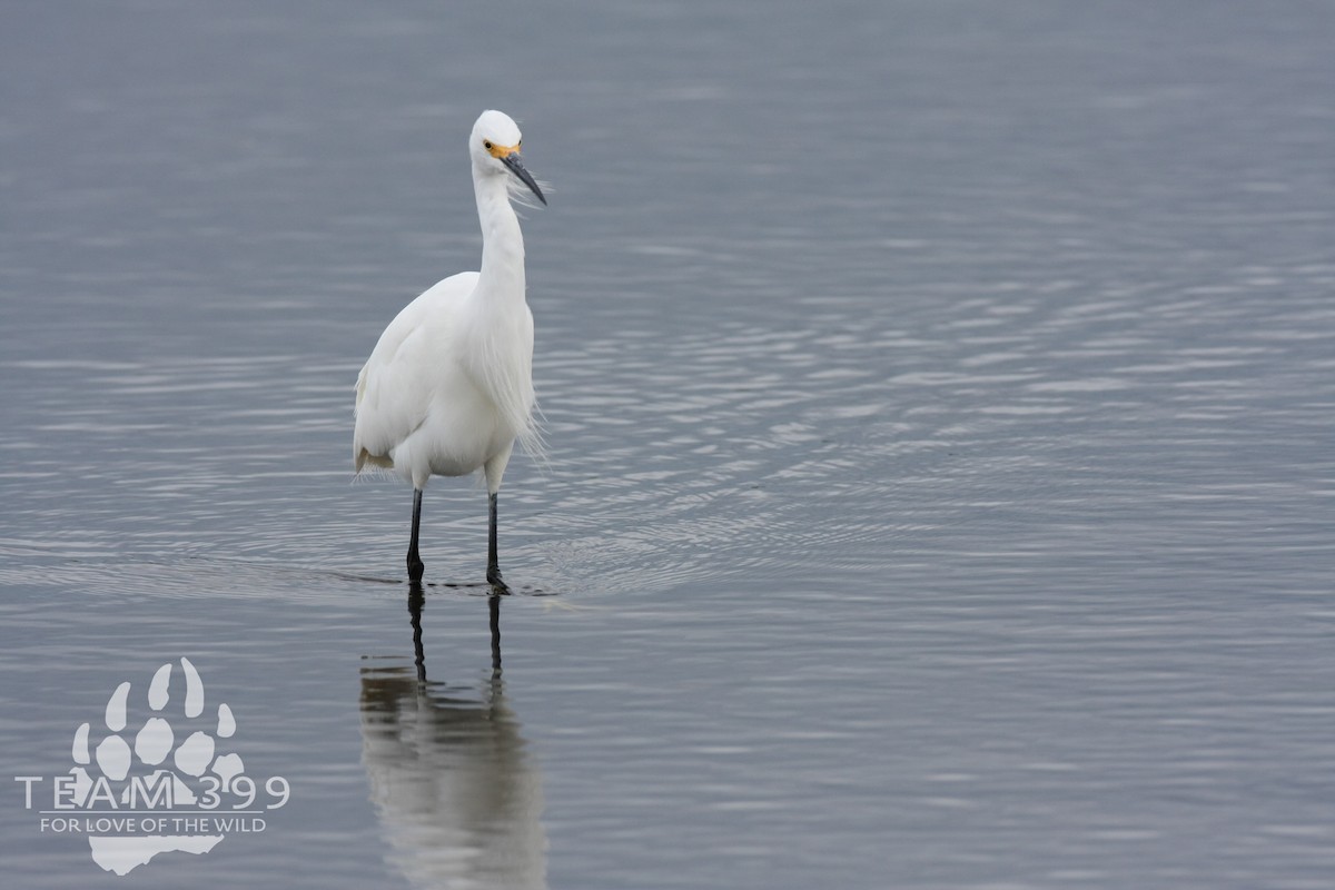 Snowy Egret - ML653735308