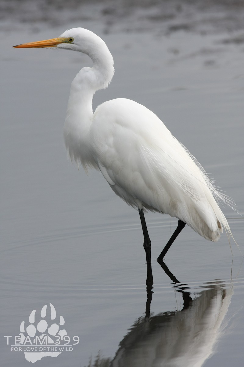 Great Egret - ML653735321
