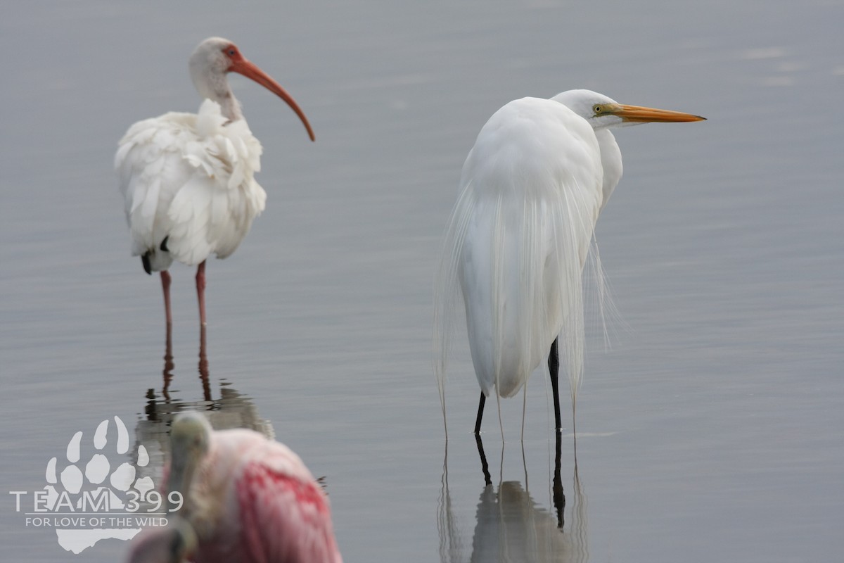 Great Egret - ML653735322