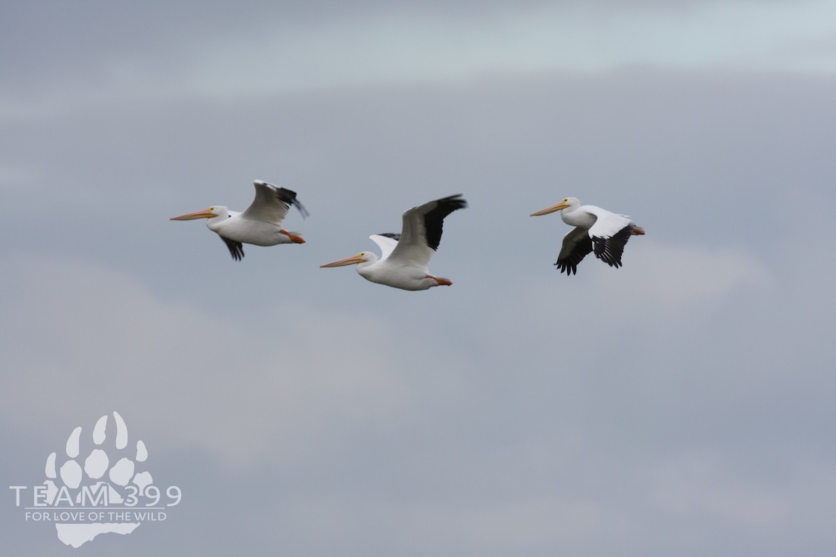 American White Pelican - ML653735331