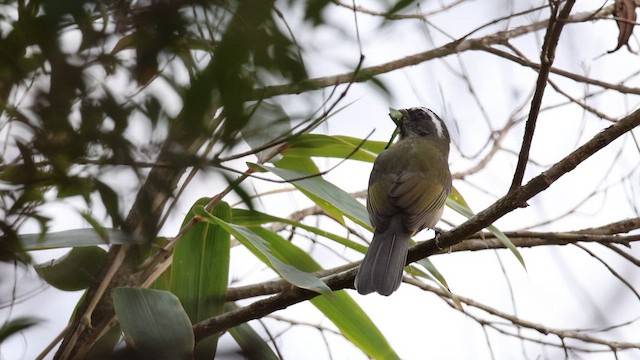Thick-billed Saltator - ML653738829