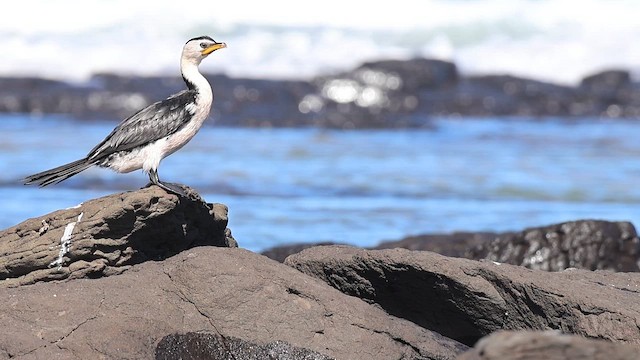 Little Pied Cormorant - ML653740608
