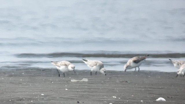 Sanderling - ML653740616